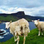A campervan holiday allows you to get close to nature - view the sheep from the comfort of your campervan