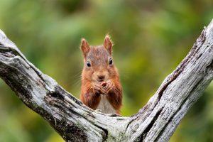Red squirrel wildlife Scotland on Four Seasons Campers campervan holiday