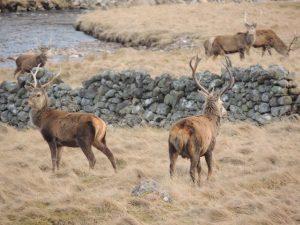 Stags grazing Spittal of Glenshee near Braemar on Four Seasons Campers campervan holiday
