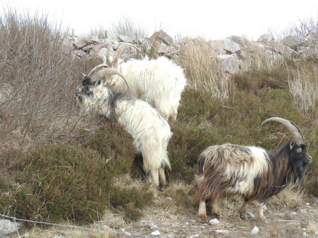 Wildlife on Islay on campervan tour Scotland
