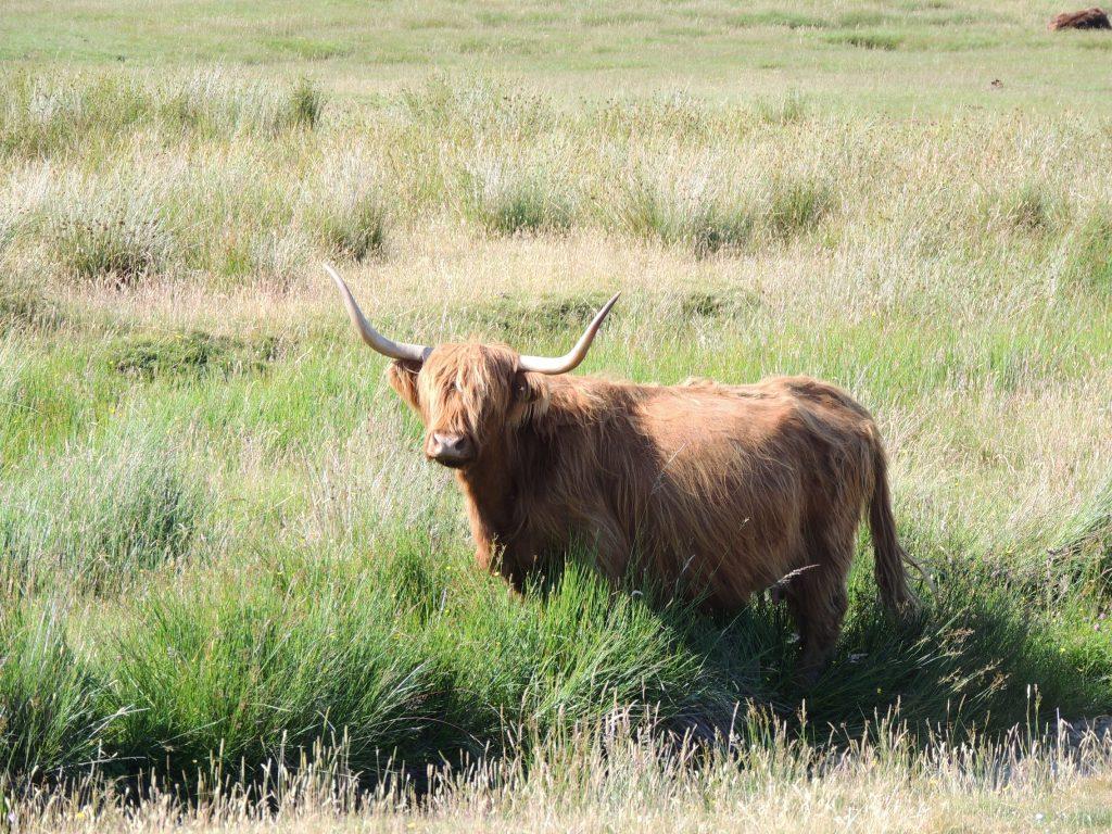 Highland Cow wildlife mull