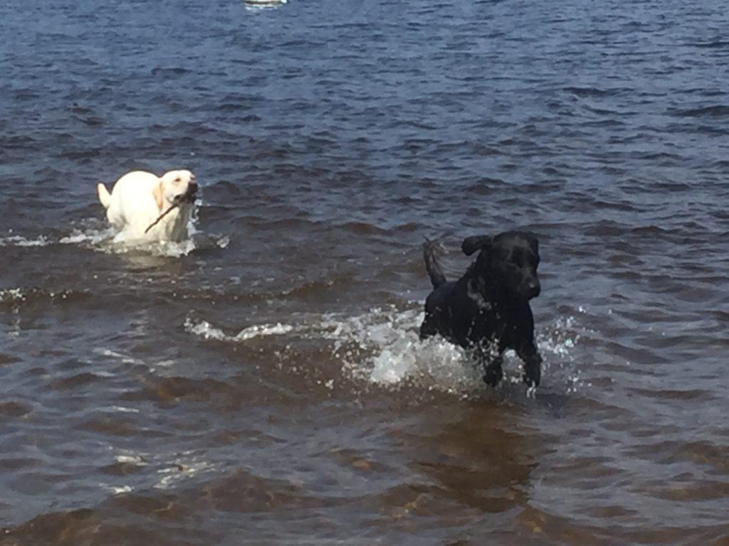Enjoy walks with your dog in our dog friendly campervans