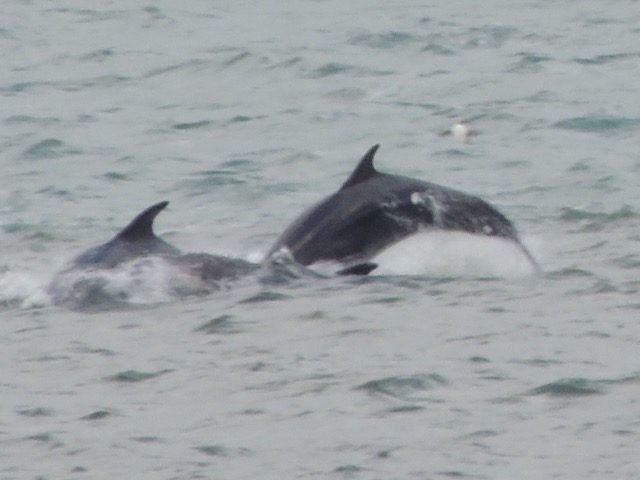 Dolphins jumping out the water