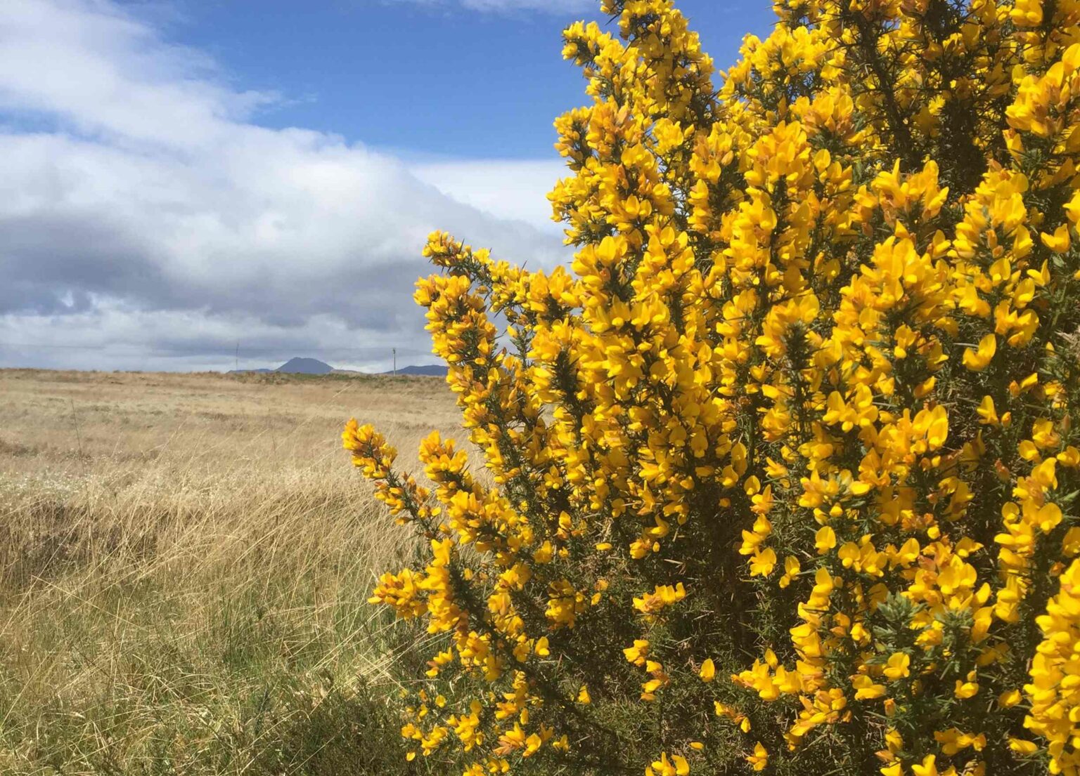 Beautiful display of Gorse while on an RV Tour with Four Seasons Campers