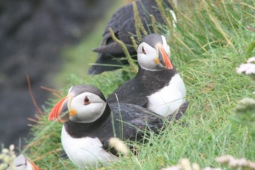 Puffins walking on a hill side while away on a rental with Four Seasons Campers
