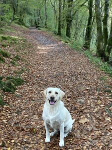 dog walk through woods for best dog walks scotland