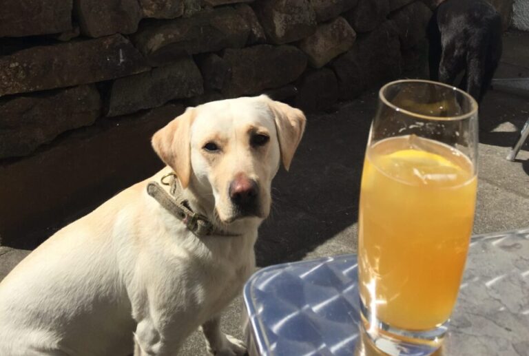 labrador dog at best dog friendly pubs in Scotland with Four Seasons Campers