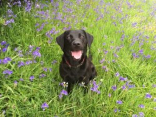 Black Labrador surrounded by bluebells in a lovely medow
