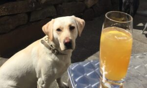 labrador dog in best dog friendly pubs Scotland with Four Seasons Campers