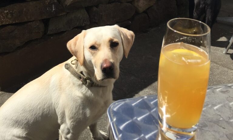 labrador dog in best dog friendly pubs Scotland with Four Seasons Campers 