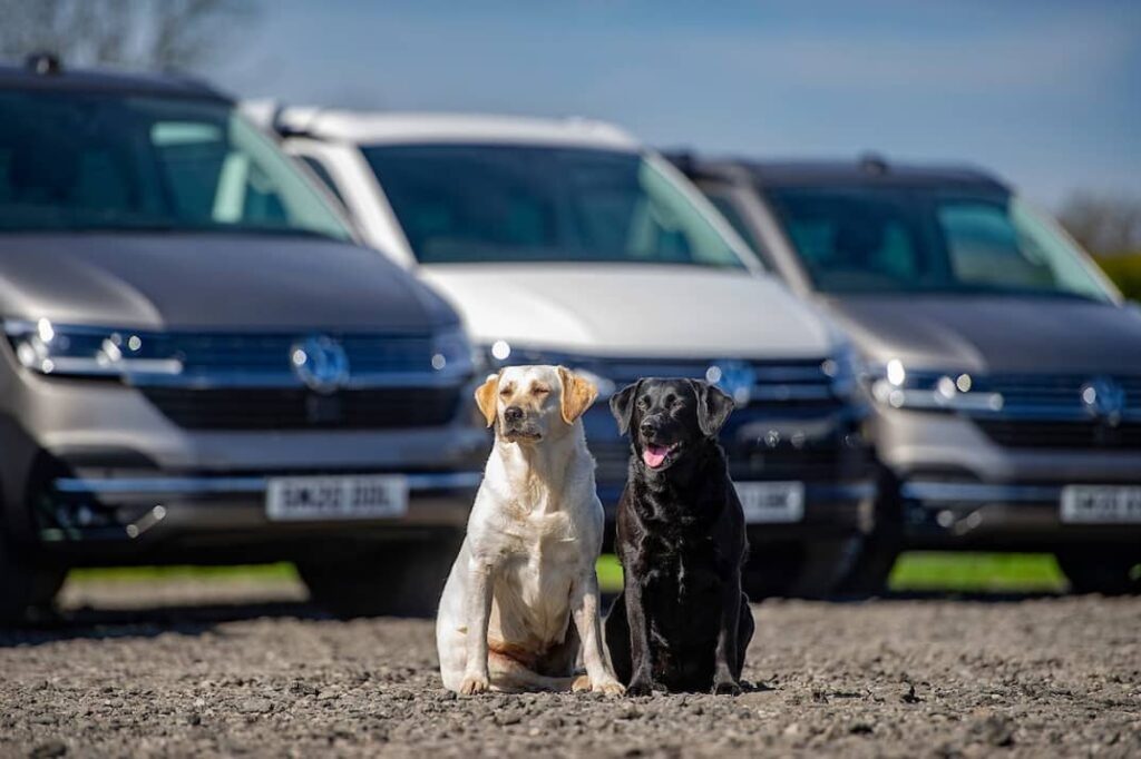 Dog friendly campervans with four seasons campers dog accomodation