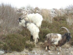 Sheep Islay campervan road trip Scotland with Four Seasons Campers campervan hire
