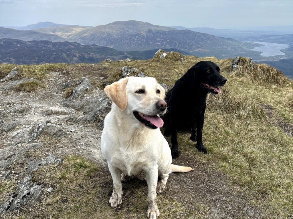 two dogs at top of Venue Loch Lomond National Park