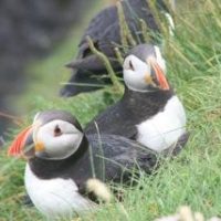 Puffins on Four Seasons Campers campervan road trip Scotland